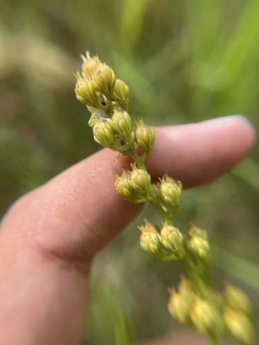 Image of Coastal False Asphodel (Triantha racemosa) by (c) Brandon Corder, some rights reserved (CC BY)