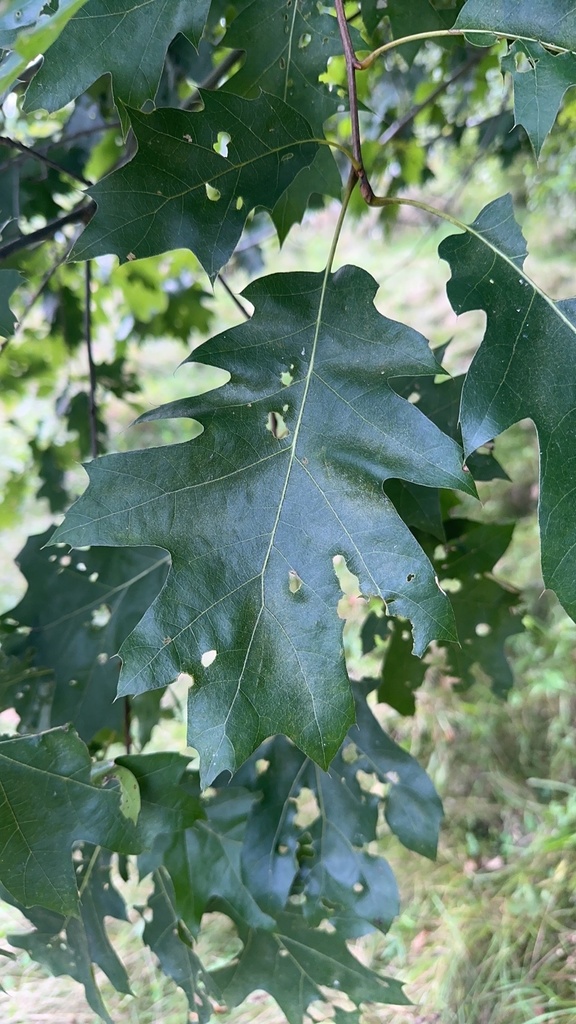 black oak from Lake Alice, West Chazy, NY, US on September 9, 2023 at