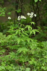 Cardamine leucantha