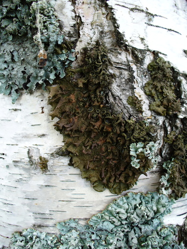 Melanohalea olivacea image