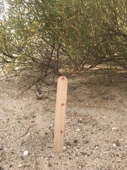 Zygophyllum qatarense