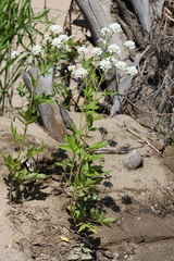 Cardamine leucantha