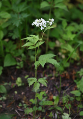 Cardamine leucantha