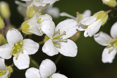 Cardamine leucantha
