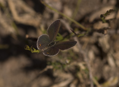 Eicochrysops messapus messapus