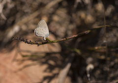 Eicochrysops messapus messapus