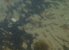 Platycephalidae