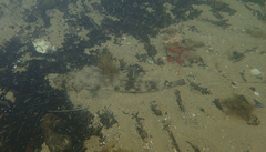 Platycephalidae