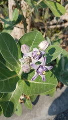 Calotropis gigantea