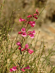 Penstemon parryi