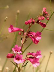 Penstemon parryi