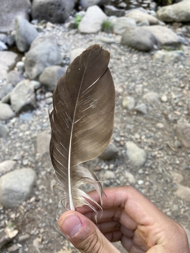 Plume de Balbuzard pêcheur