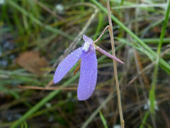 Utricularia leptoplectra