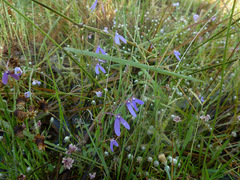 Utricularia leptoplectra