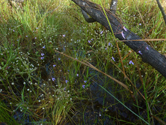 Utricularia leptoplectra