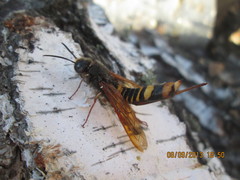 Tremex fuscicornis