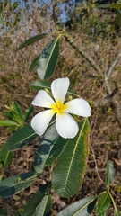 Plumeria rubra