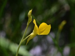 Utricularia odorata
