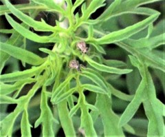 Calomycterus setarius