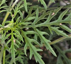 Calomycterus setarius