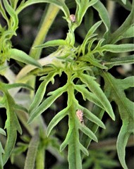 Calomycterus setarius