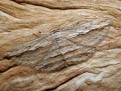 Euphronarcha luxaria