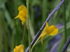 Utricularia odorata