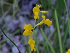Utricularia odorata