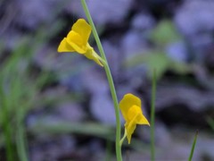 Utricularia odorata