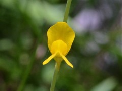 Utricularia odorata