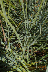Aciphylla glaucescens