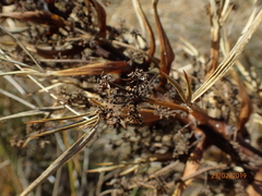 Aciphylla glaucescens