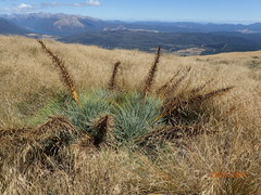 Aciphylla glaucescens