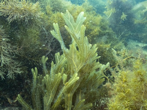 Dictyopteris muelleri observed 2023-09-12