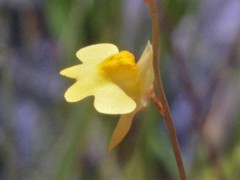 Utricularia chrysantha