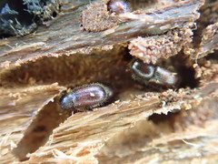 Dryocoetes autographus