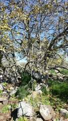 Quercus ithaburensis