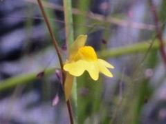 Utricularia chrysantha