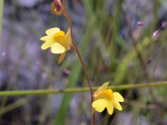 Utricularia chrysantha