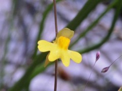 Utricularia chrysantha