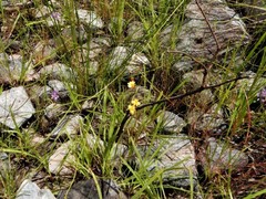 Utricularia chrysantha