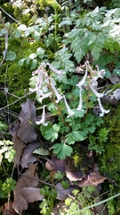 Corydalis triternata