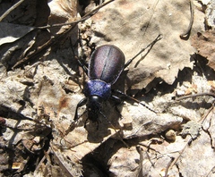 Carabus schoenherri