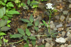 Cardamine macrophylla