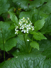 Cardamine macrophylla