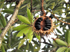 Sterculia murex