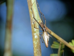 Argyrodes fissifrons