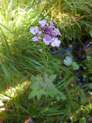 Cardamine macrophylla