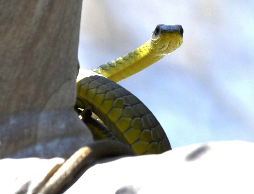 Common Tree Snake sighting