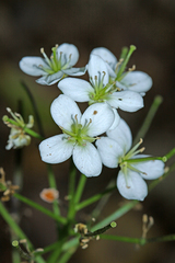 Cardamine macrophylla